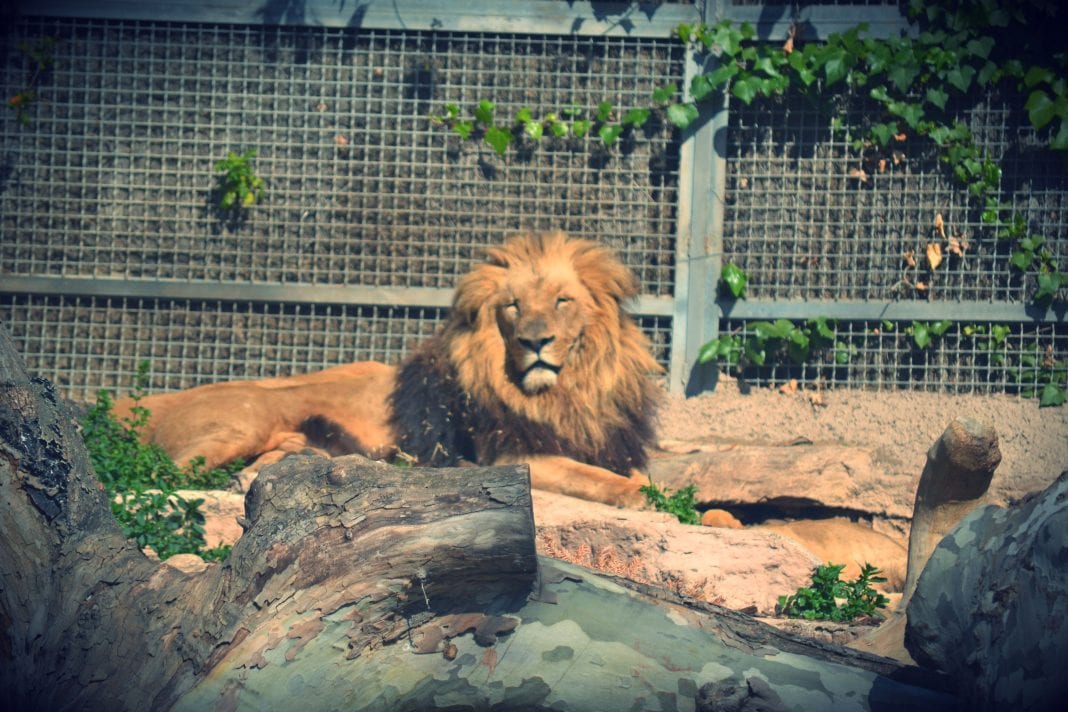 zoo lion