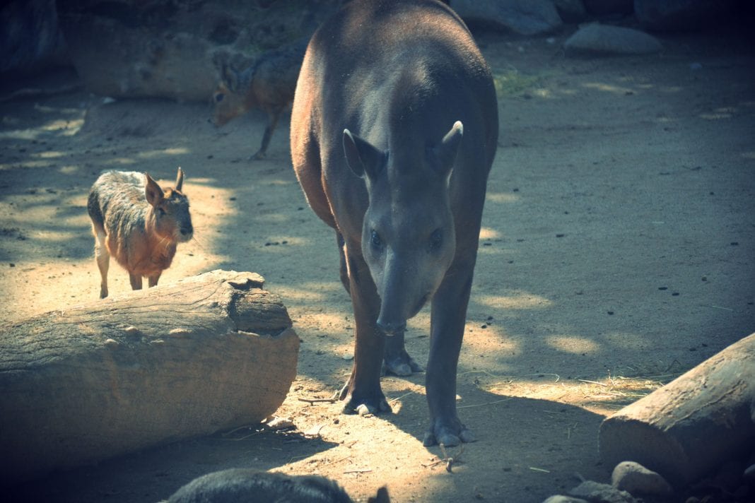 zoo tapir costa rica