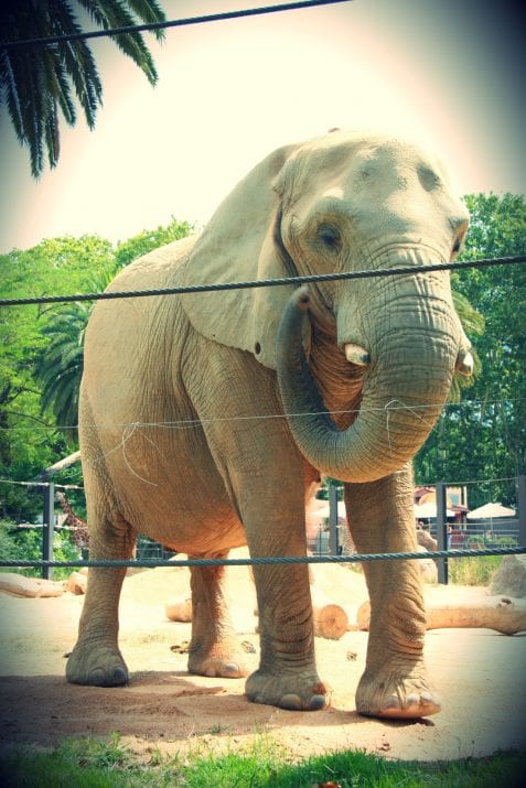 zoo elephant