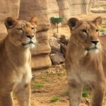 ZOo_Club_familiar2