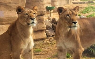 Discover the Zoo Family Club
