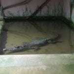 VISITA AL CRARC, un paseo entre reptiles y anfibios