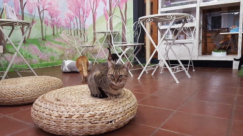 Derrotado realeza Goteo Espai de gats: el primer CAT CAFÉ de Barcelona