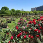 Cervantes park, the park of roses